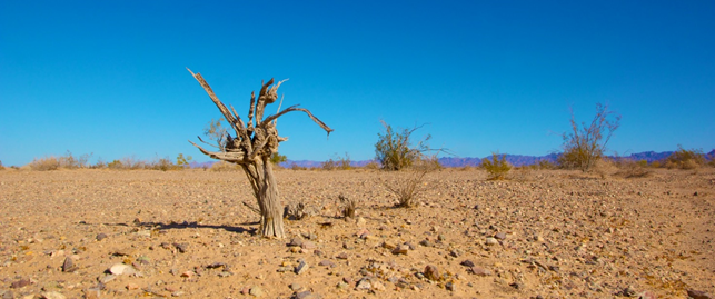 Cognitive dissonance and conservation: Will our minds subconsciously guide us to the solution?